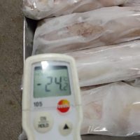 Calamar Congelado Foto 1