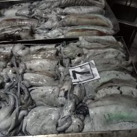 Jibia Fresca (Nº 7) Proceso Congelacion Video 1