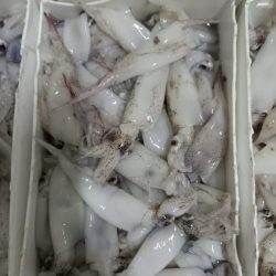 Puntillitas Fresca para Congelar Foto 2