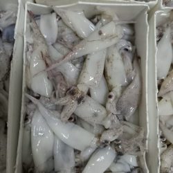 Puntillitas Fresca para Congelar Foto 4