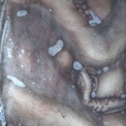 pulpo-cong-marr (5)