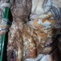 pulpo-fresco-marr (1)