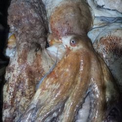 pulpo-fresco-marr (2)
