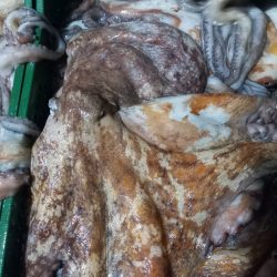 pulpo-fresco-marr (3)