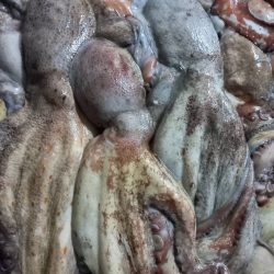 pulpo-fresco-marr (5)